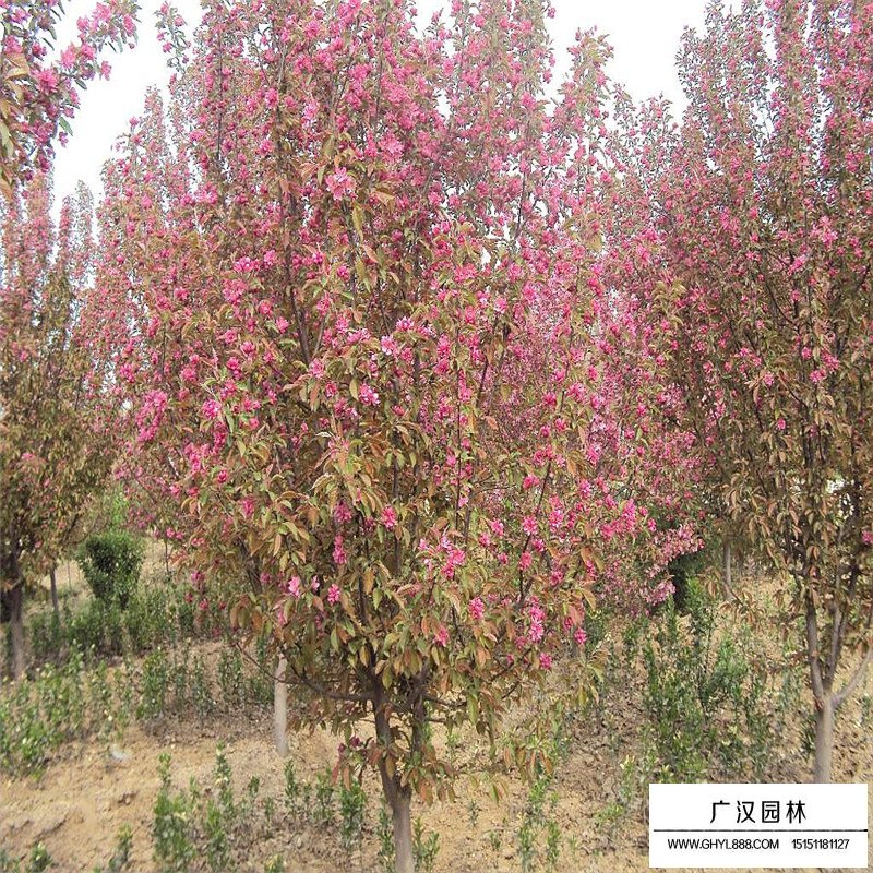 5公分紅寶石海棠報價