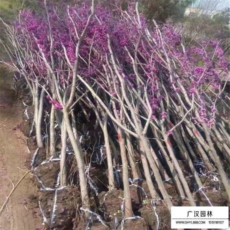 獨(dú)桿紫荊價(jià)格