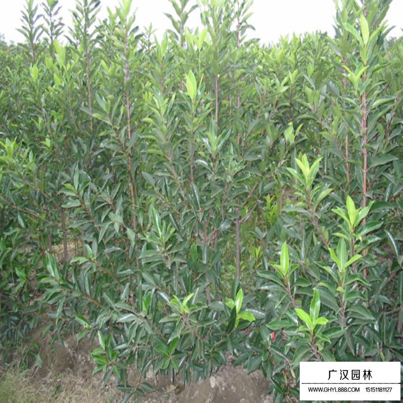 法國冬青種植注意事項(圖2)