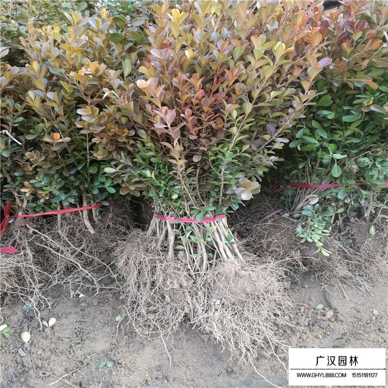 瓜子黃楊苗 瓜子黃楊苗