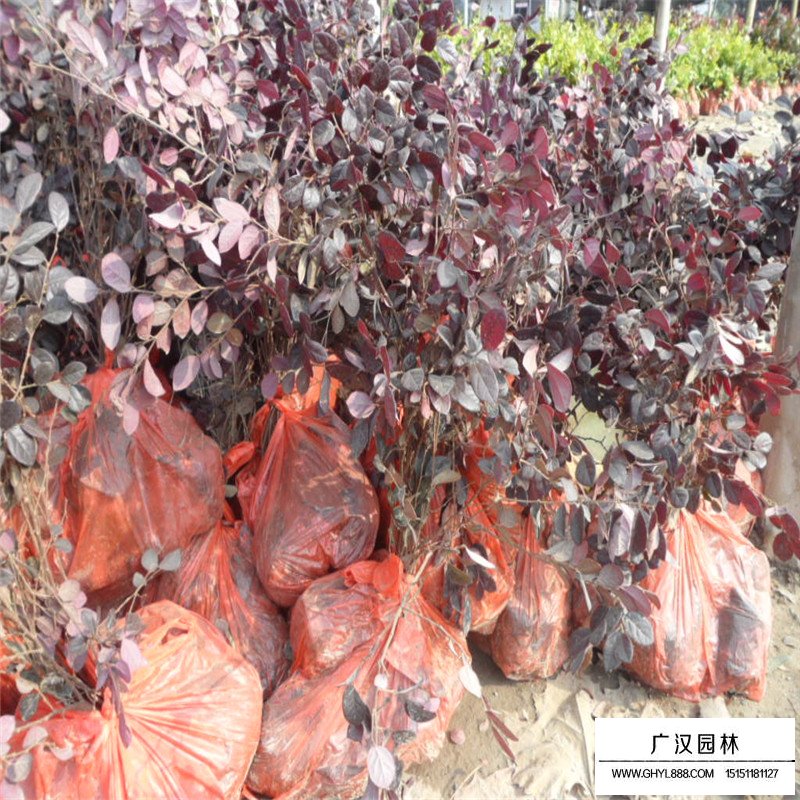 紅花繼木沭陽(yáng)基地