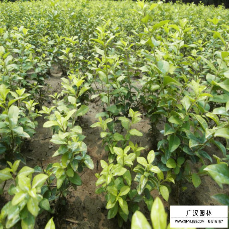 黃葉女貞 黃葉女貞