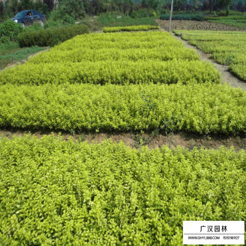 黃葉女貞 黃葉女貞