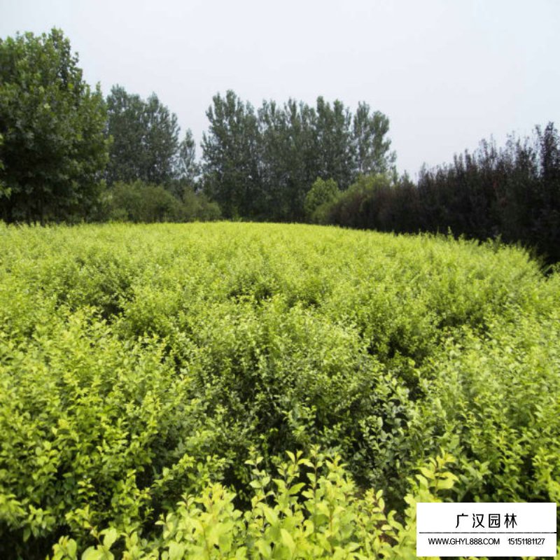 黃葉女貞球(圖6)