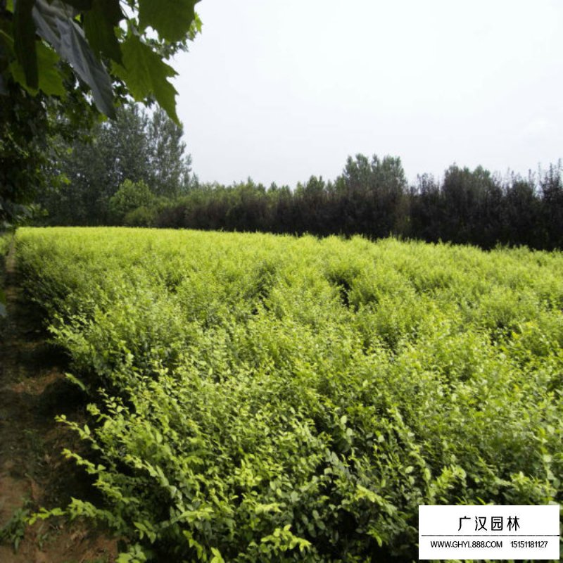 黃葉女貞球(圖7)