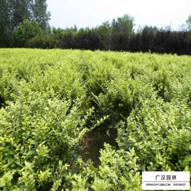 黃葉女貞球(圖8)