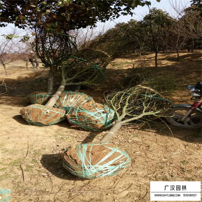 雞爪槭價(jià)格