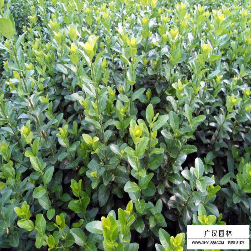 膠東衛(wèi)矛 膠東衛(wèi)矛