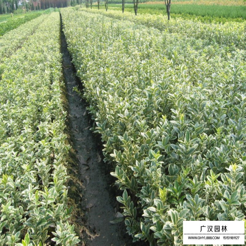 金邊黃楊 金邊黃楊