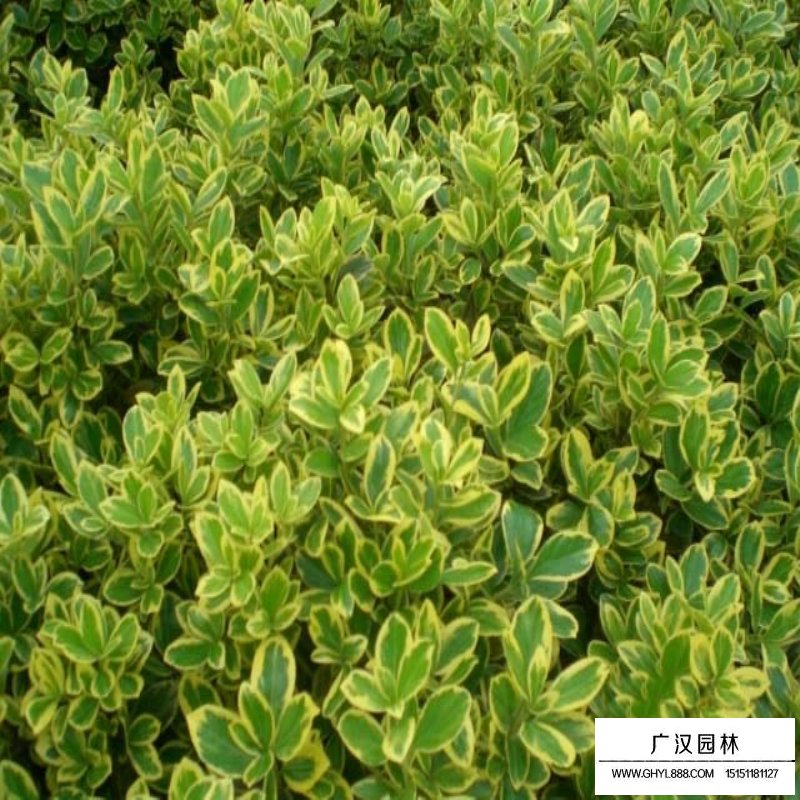 金邊黃楊 金邊黃楊