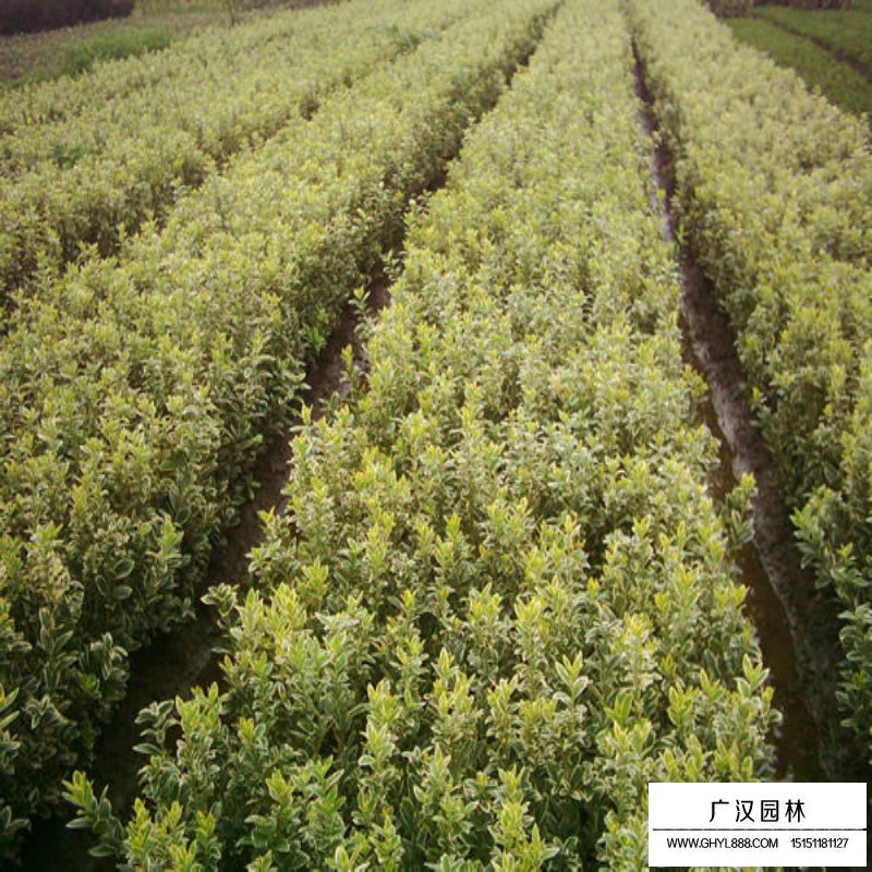 金邊黃楊 金邊黃楊