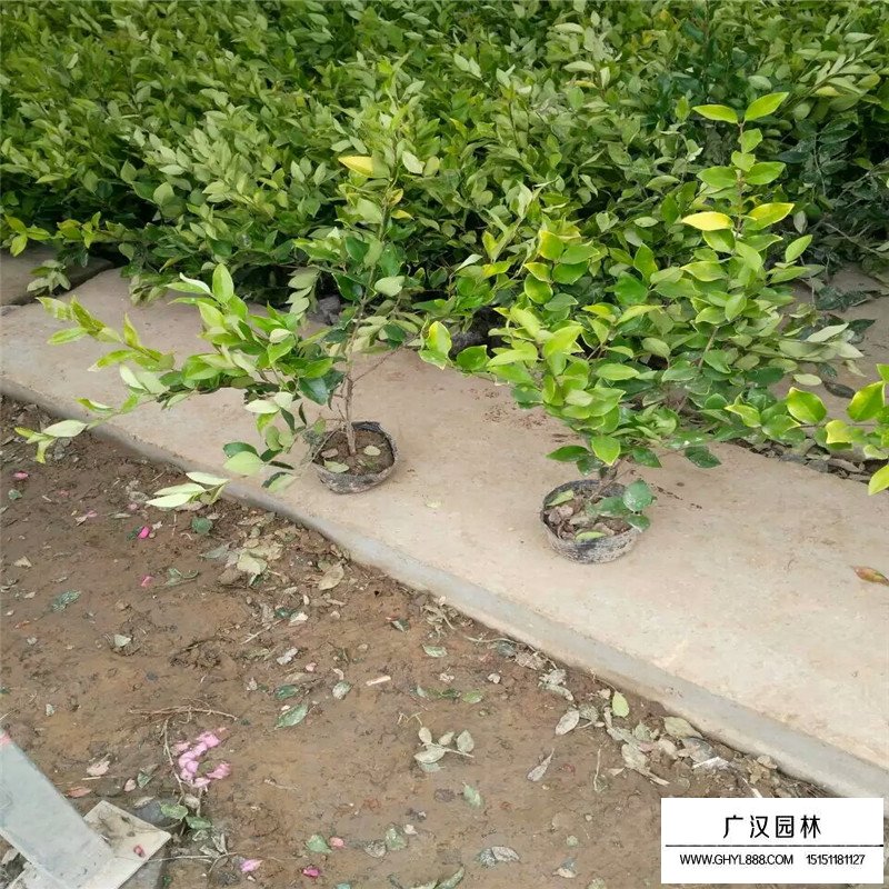 金森女貞 金森女貞