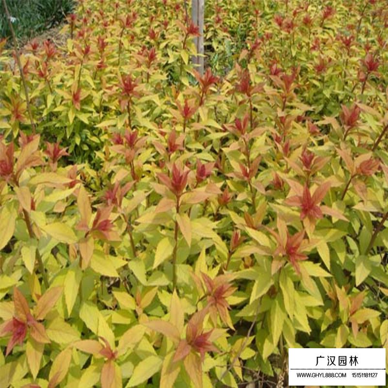 金焰繡線菊(圖9)