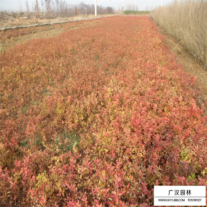 金焰繡線菊 金焰繡線菊