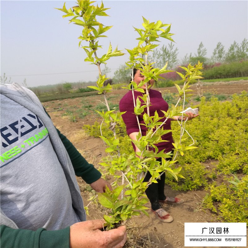 金葉錦帶 金葉錦帶