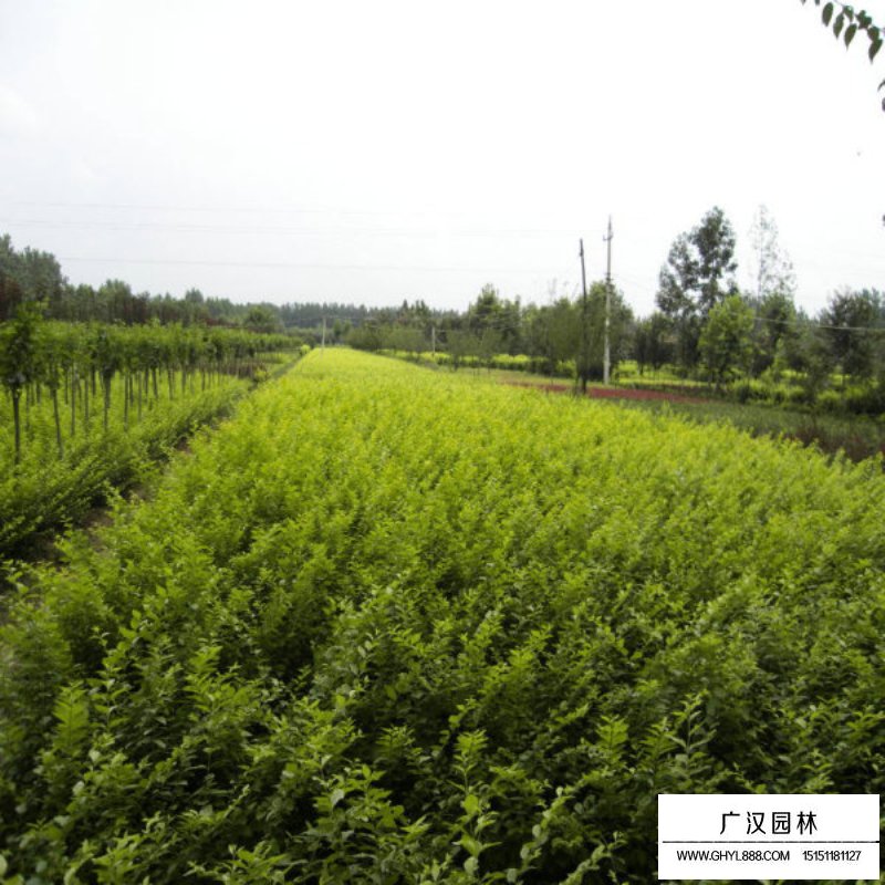 金葉女貞 金葉女貞