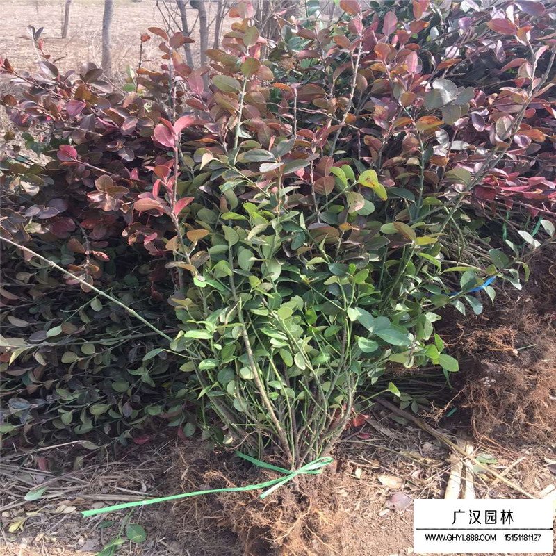 爬行衛(wèi)矛 爬行衛(wèi)矛