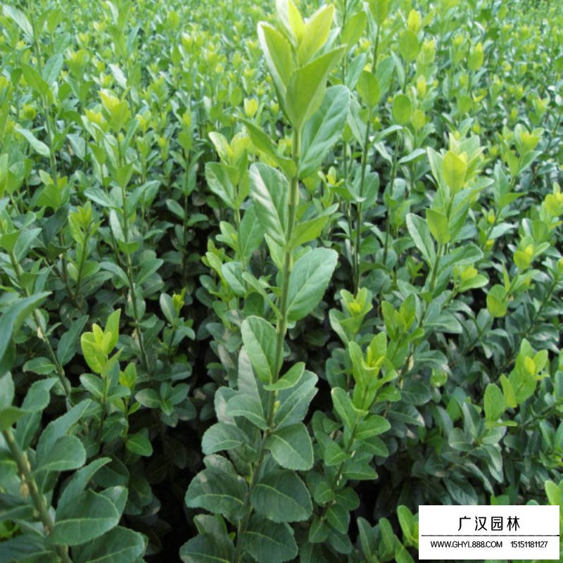 爬行衛(wèi)矛 爬行衛(wèi)矛