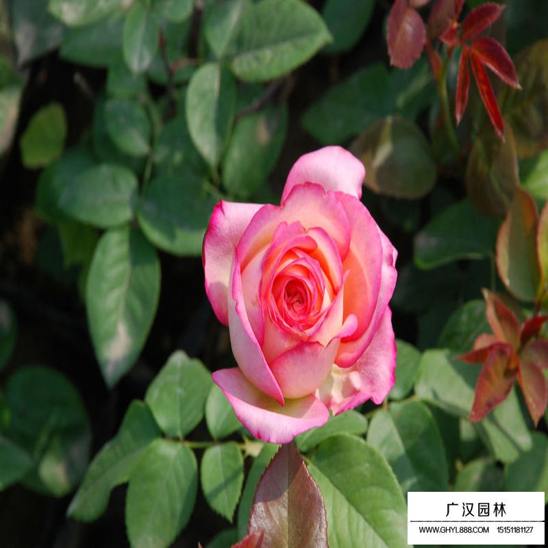 沭陽月季花基地