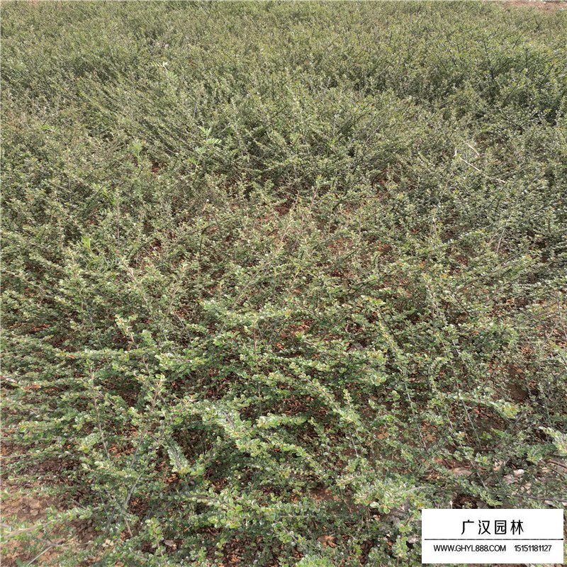 沭陽平枝栒子基地