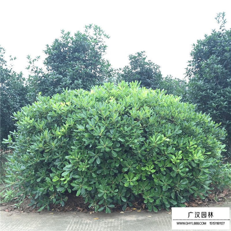 七里香沭陽基地