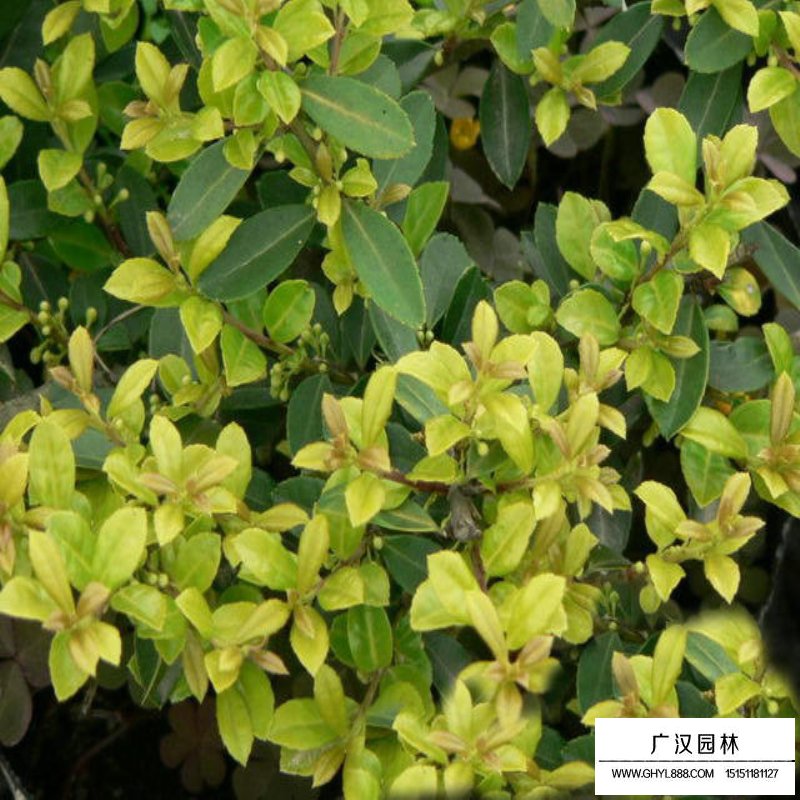 日本女貞 日本女貞