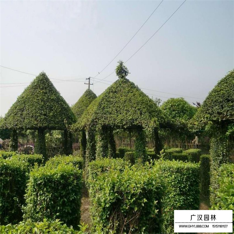 日本女貞價(jià)格