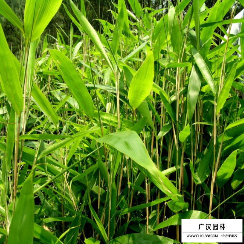 箬竹價(jià)格