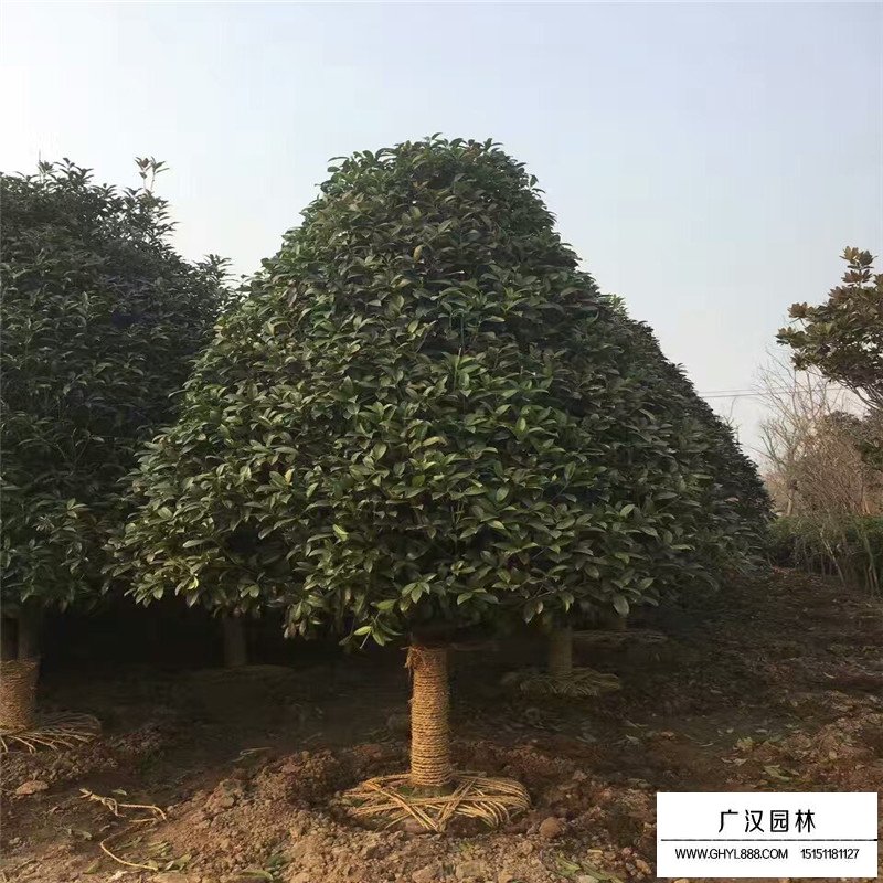 衛(wèi)矛苗價格