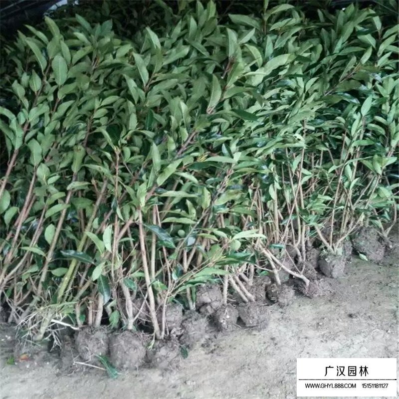 珊瑚樹(shù)基地