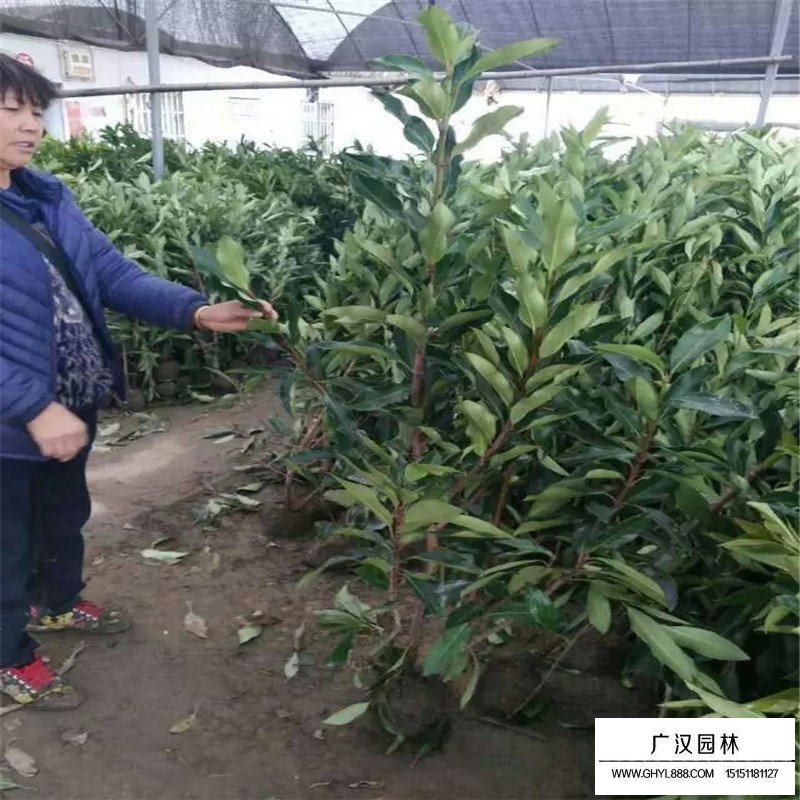 珊瑚樹(shù)價(jià)格