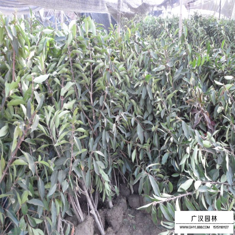 珊瑚樹(shù)基地