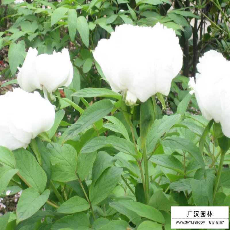 芍藥發(fā)芽需要什么條件(圖2)