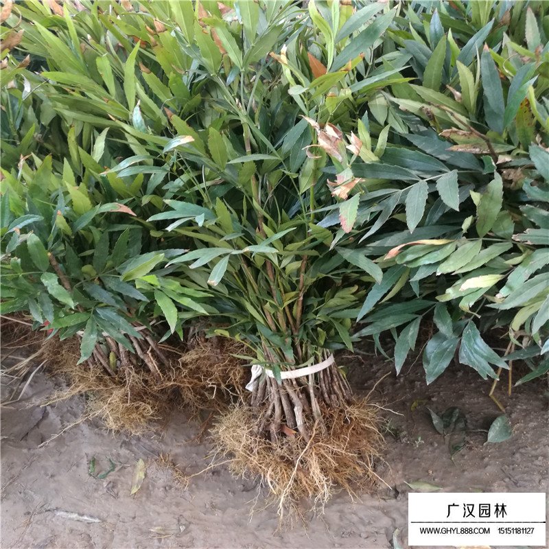 沭陽十大功勞價格