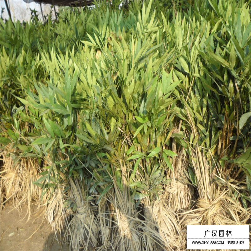 沭陽十大功勞價格