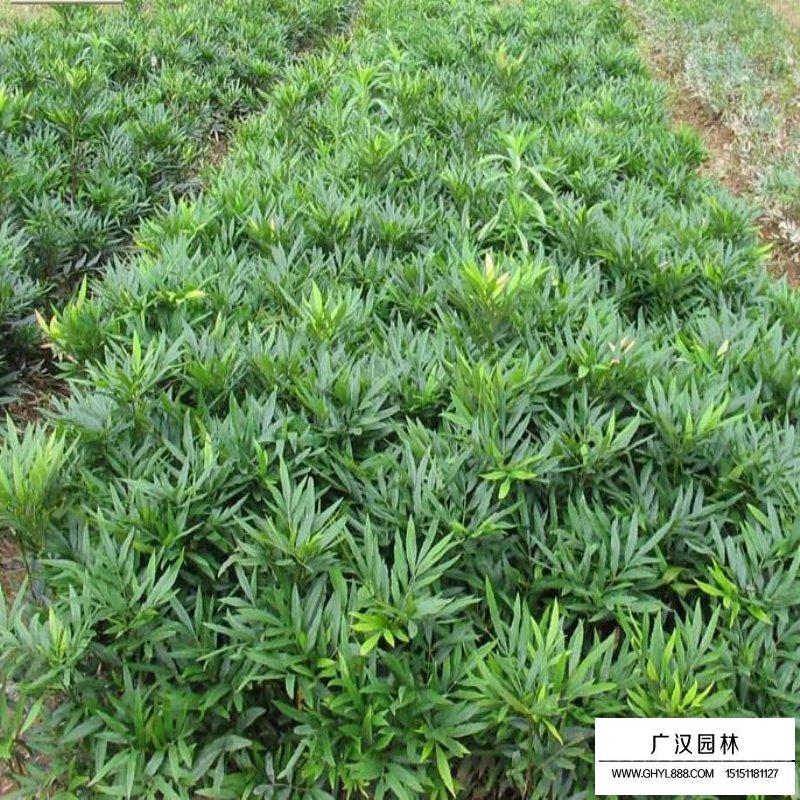 沭陽十大功勞基地