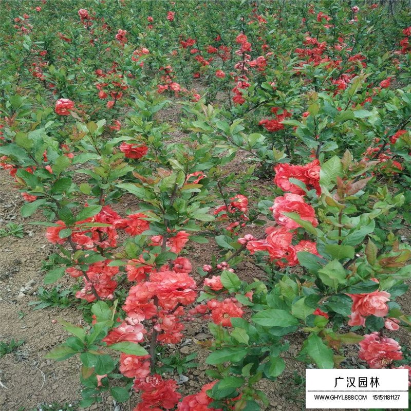 貼梗海棠 貼梗海棠