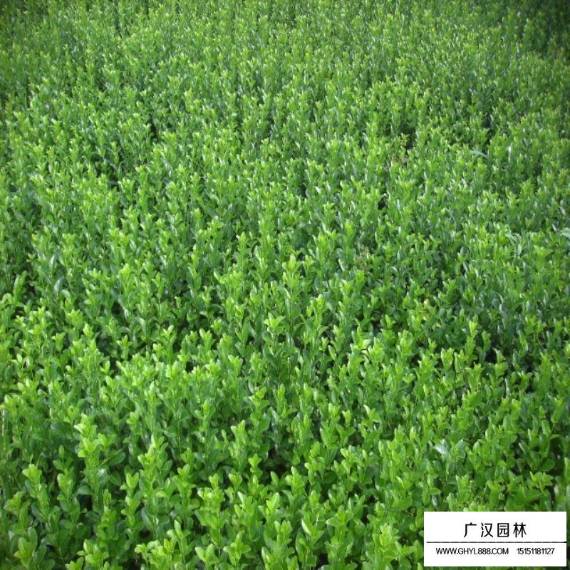 衛(wèi)矛苗價格