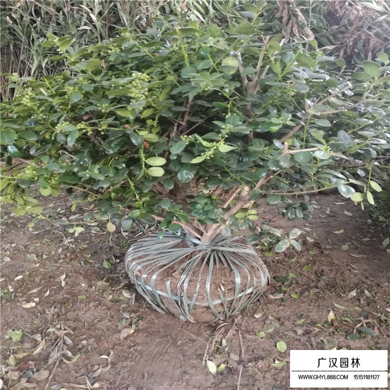 無刺構(gòu)骨球基地