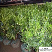 無(wú)刺枸骨球