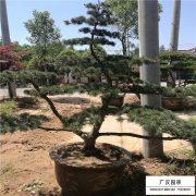 五針?biāo)?></a>
<p><a href="http://www.hghhzw.com/songbaichangqinglei/399.html" title="五針?biāo)? target="_self">五針?biāo)?/a></p>
</li>
<li><a href="http://www.hghhzw.com/xingdaoshulei/182.html" title="獨(dú)桿女貞" target="_self"><img src=