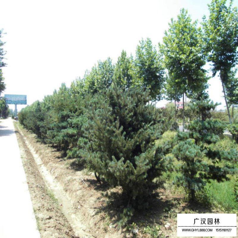 五針?biāo)?圖10)