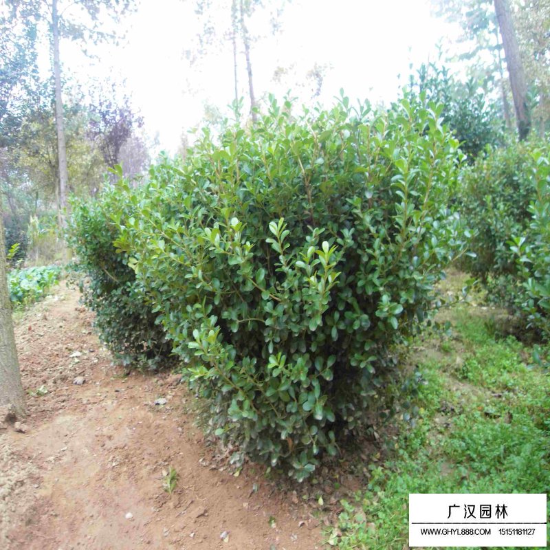 黃楊木把玩后是什么顏色(圖1)