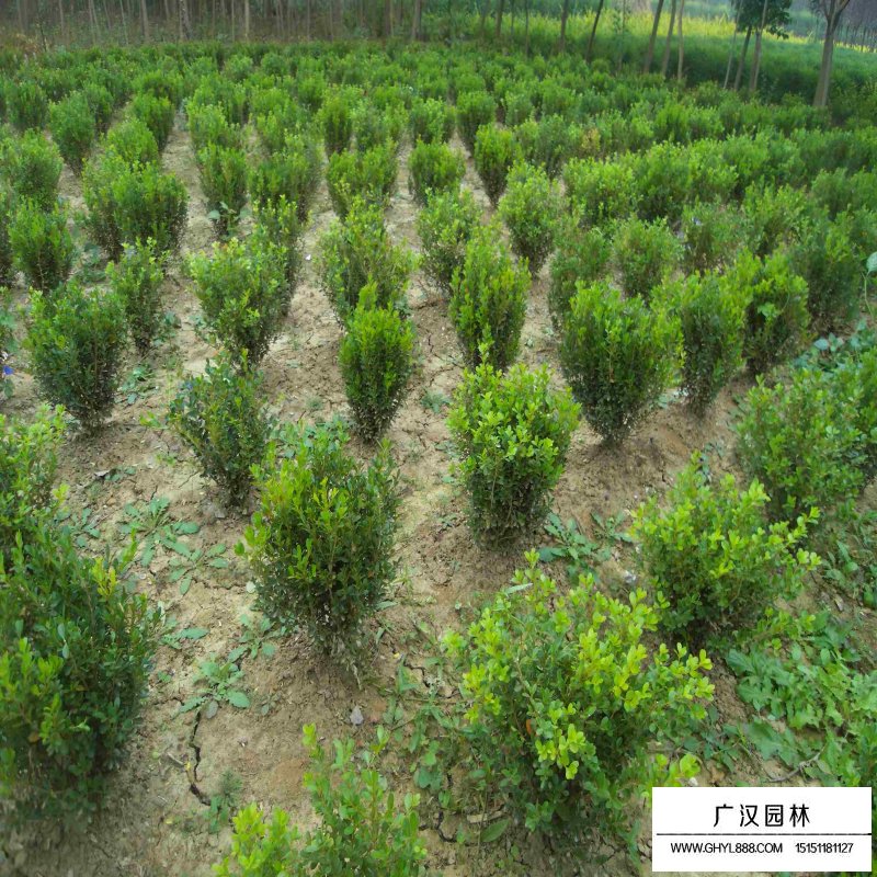 黃楊木把玩后是什么顏色(圖3)