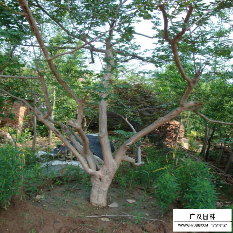 紫薇樹小苗價(jià)格是多少