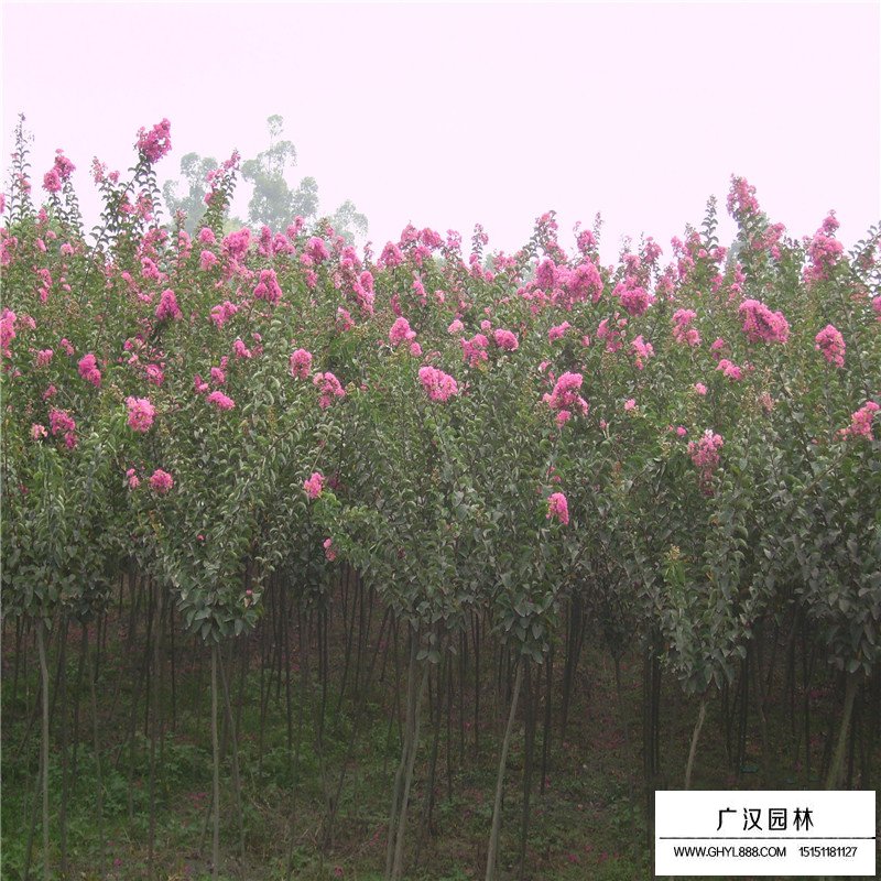 不同規(guī)格老紫薇的價格(圖1)