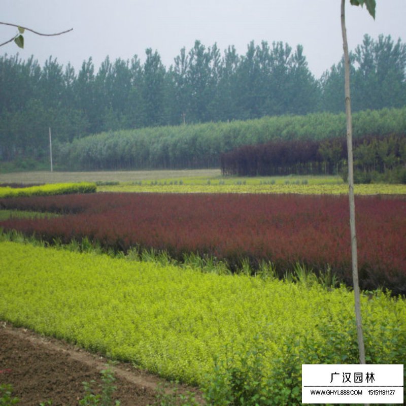 紫葉小檗 紫葉小檗