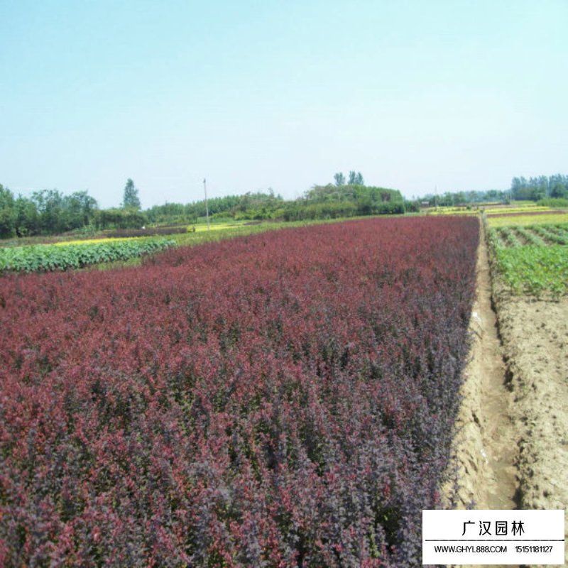 紫葉小檗 紫葉小檗