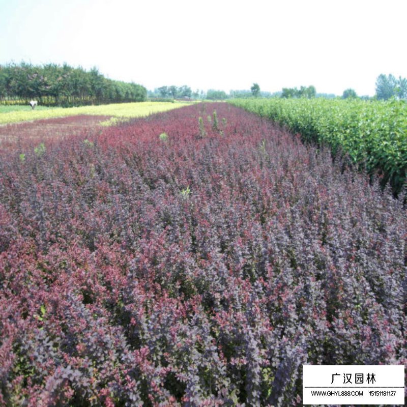 紫葉小檗 紫葉小檗