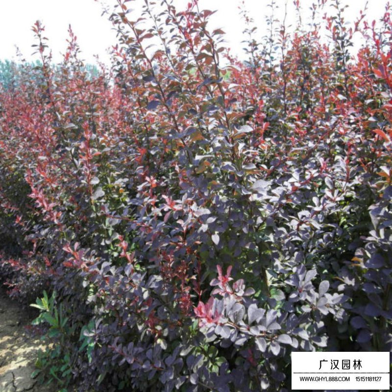 紫葉小檗 紫葉小檗